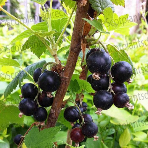 Black Currant Bush - Ribes Nigrum Cassissima Noiroma | ScotPlants Direct